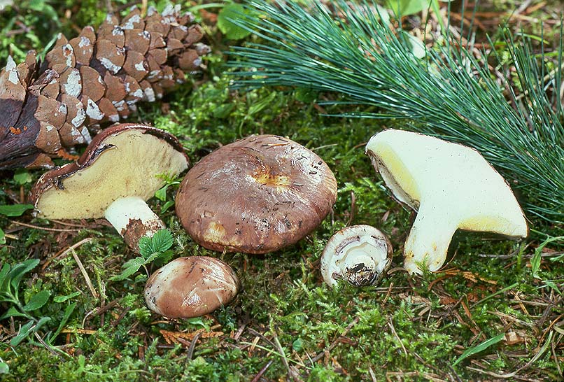Suillus borealis